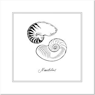 Two Nautilus Shells. Black and white illustration. Posters and Art